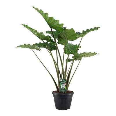 alocasia 4