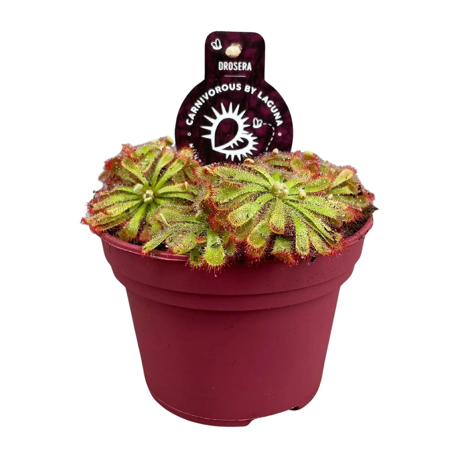 Drosera Aliciae