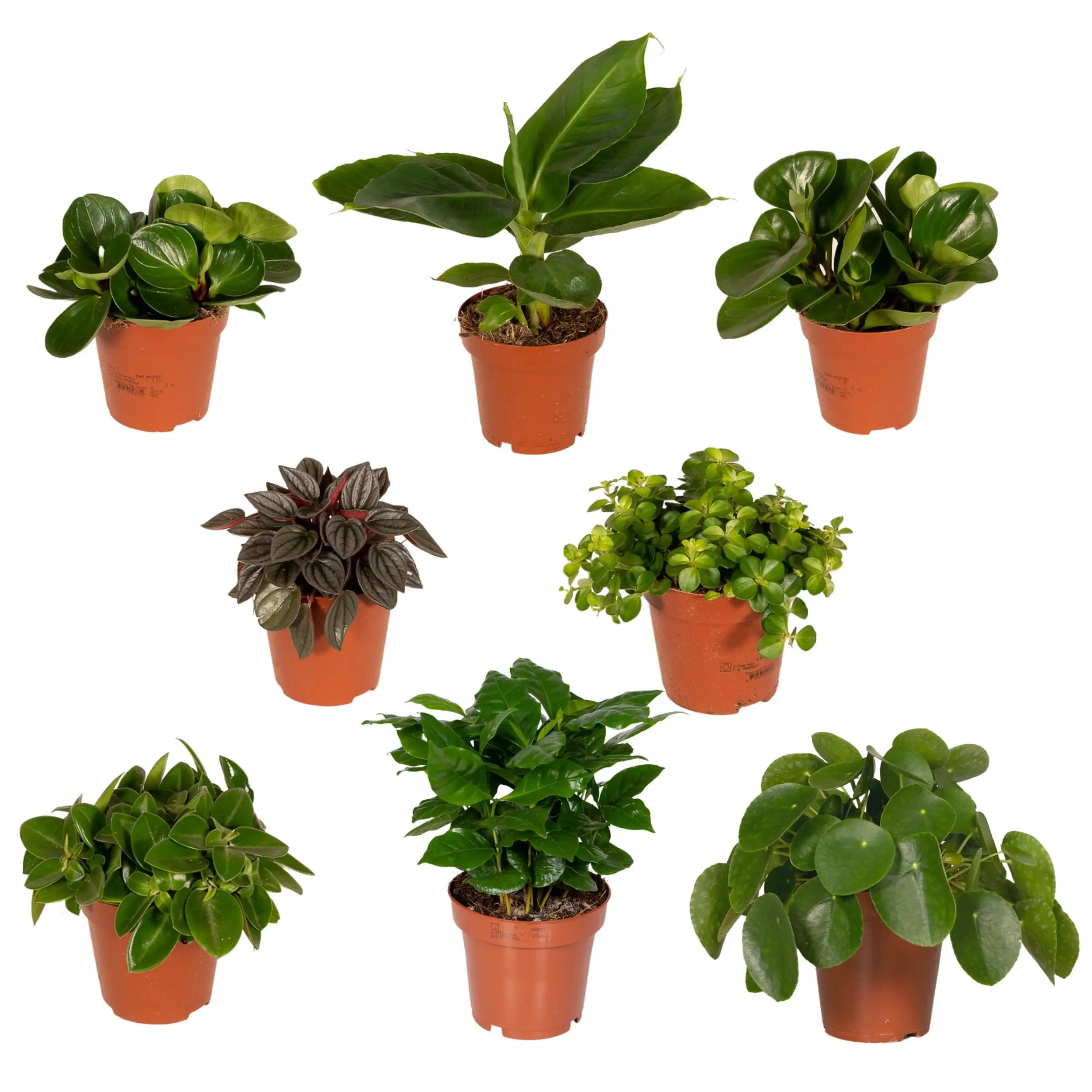 Plantenboxen