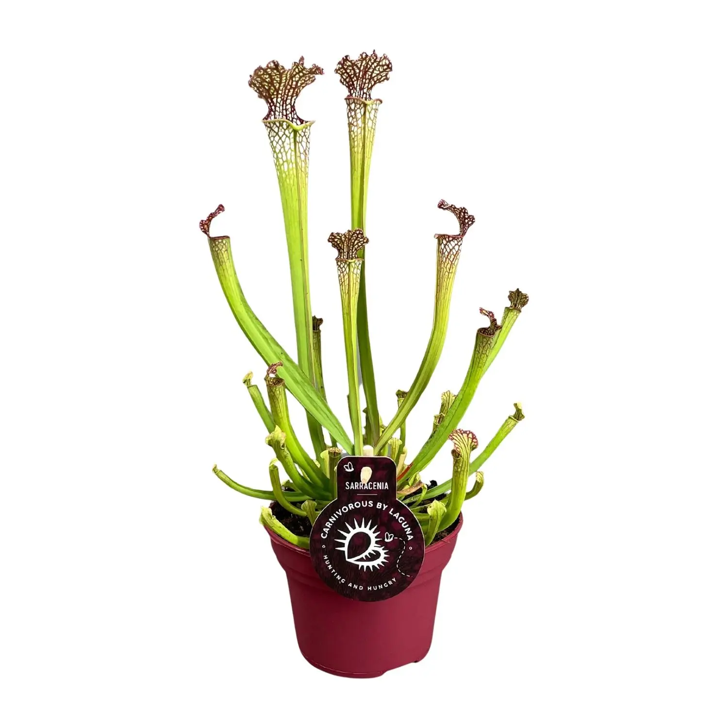 Sarracenia