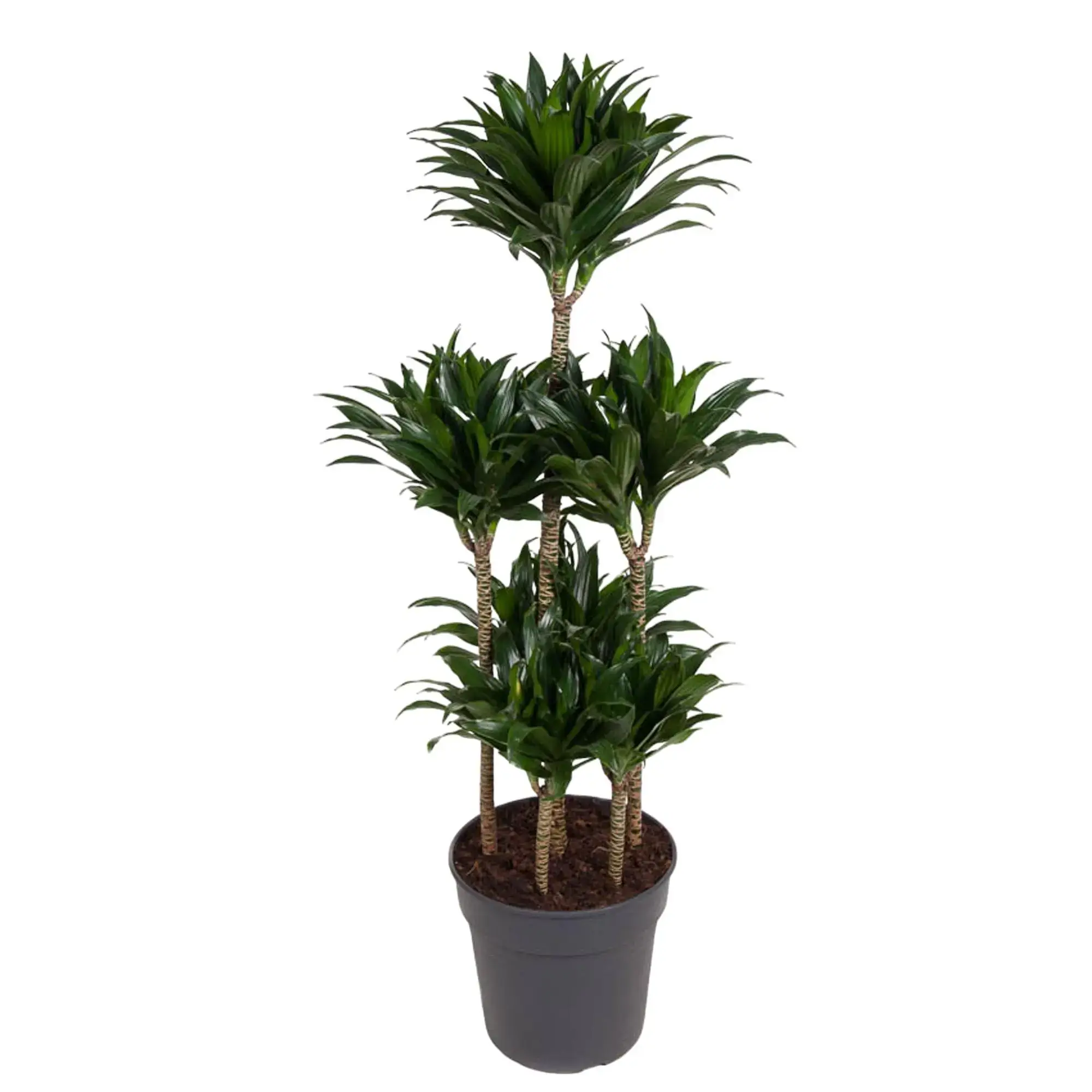 dracaena compacta