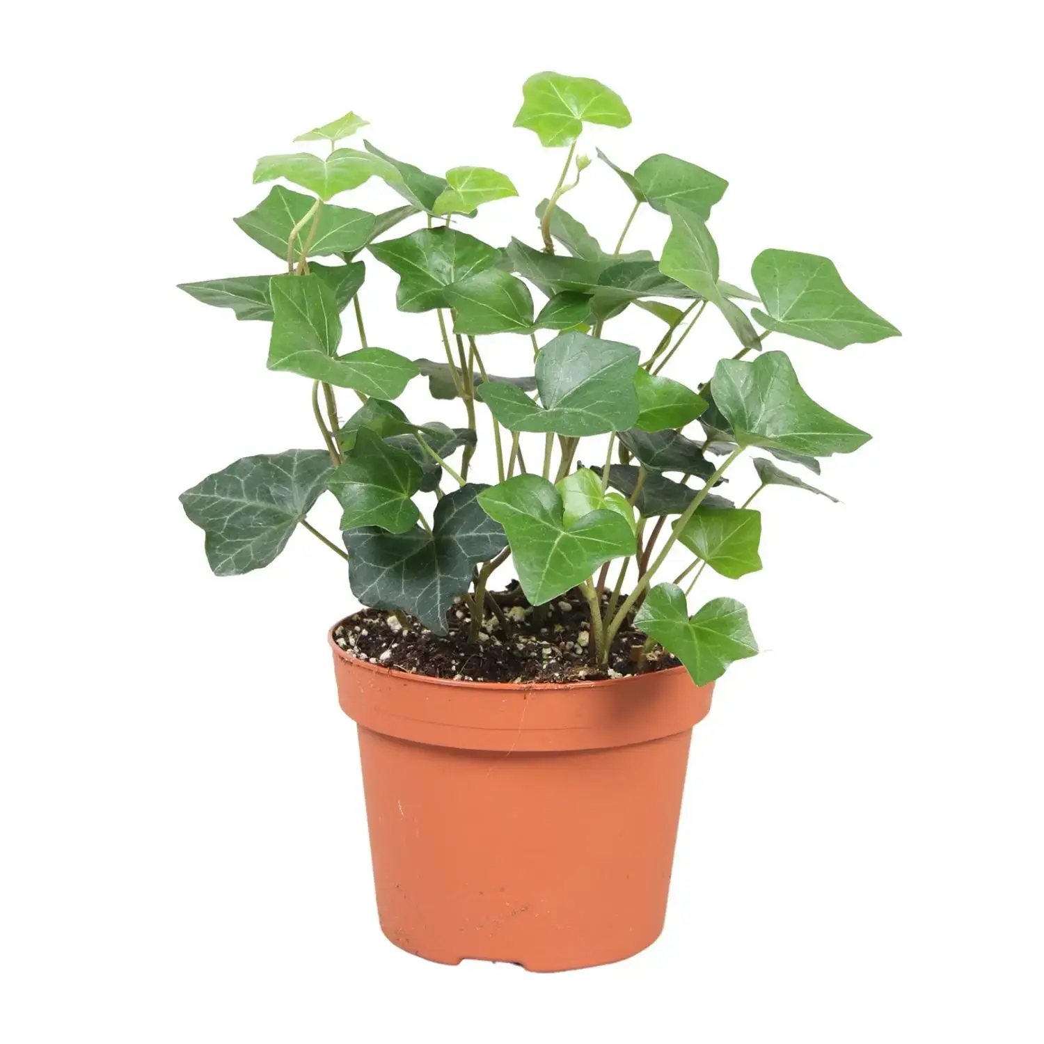 Hedera