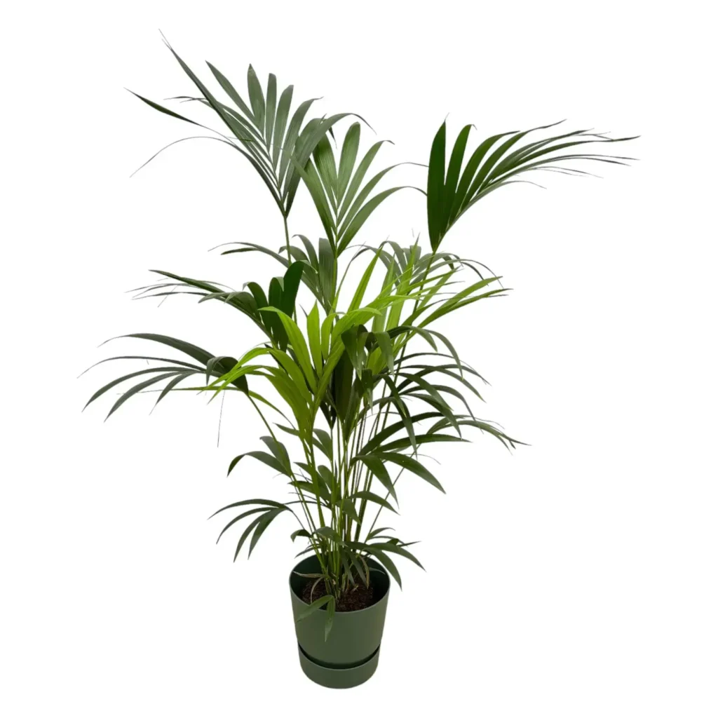 Kentia palm