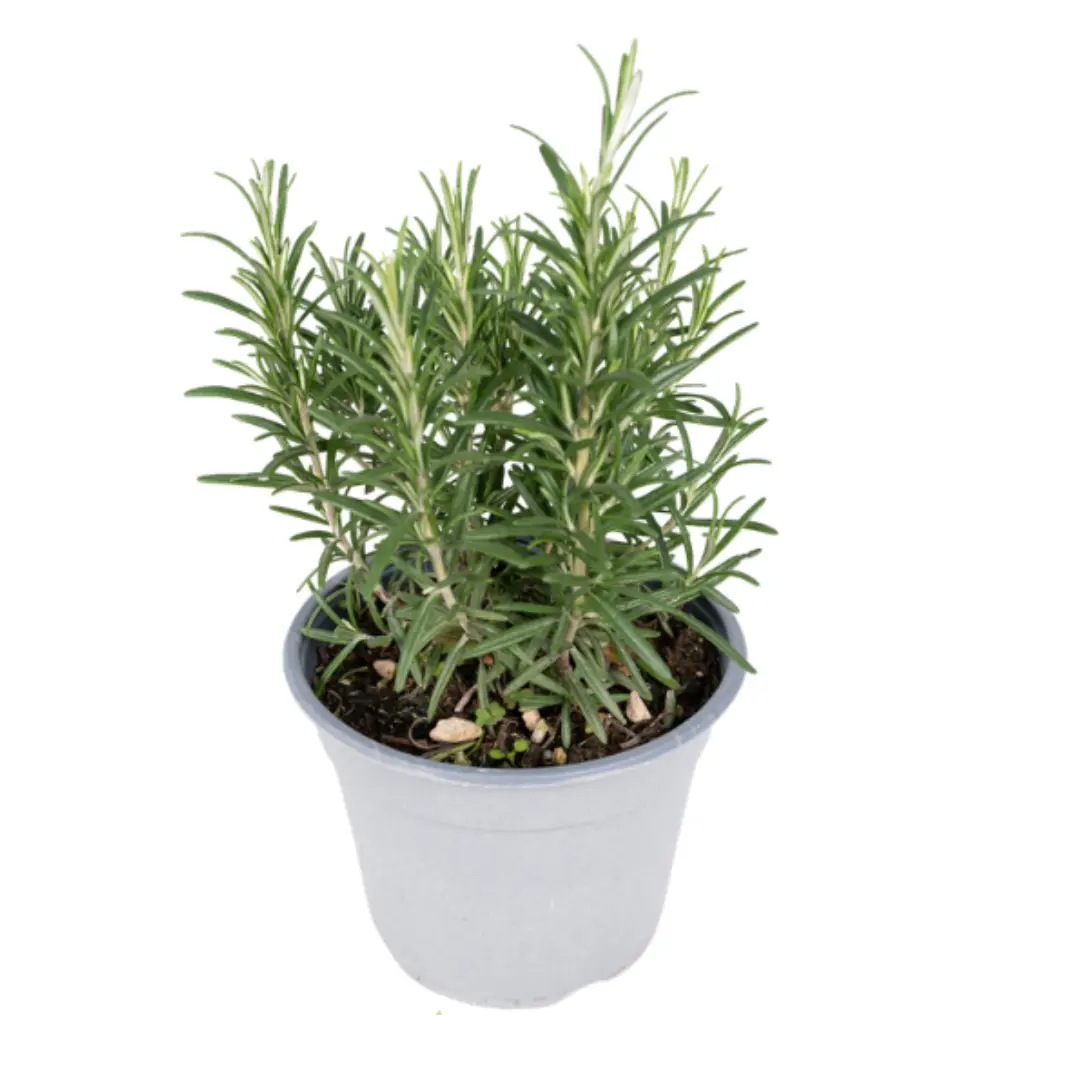 kruidenplantjes