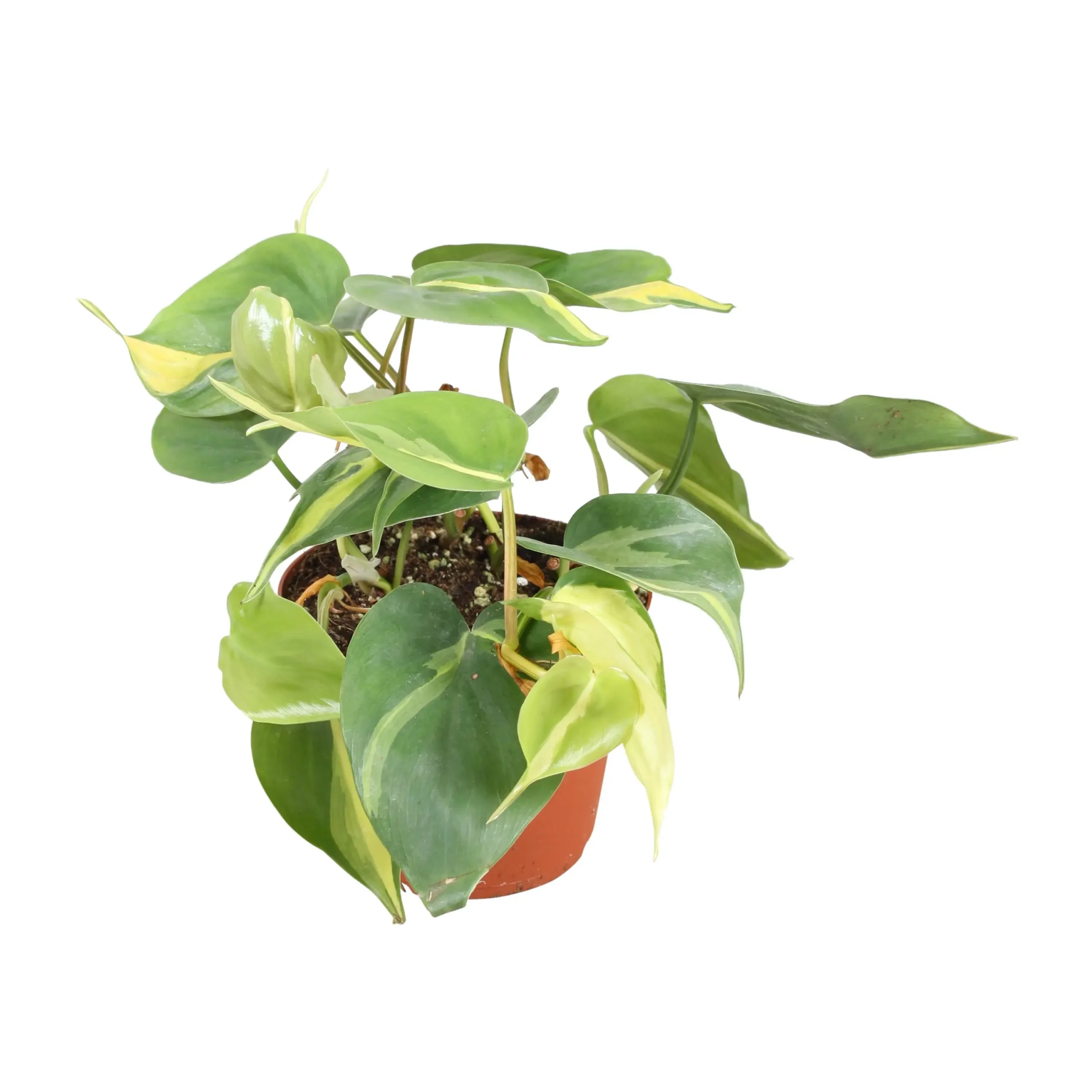 philodendron brasil