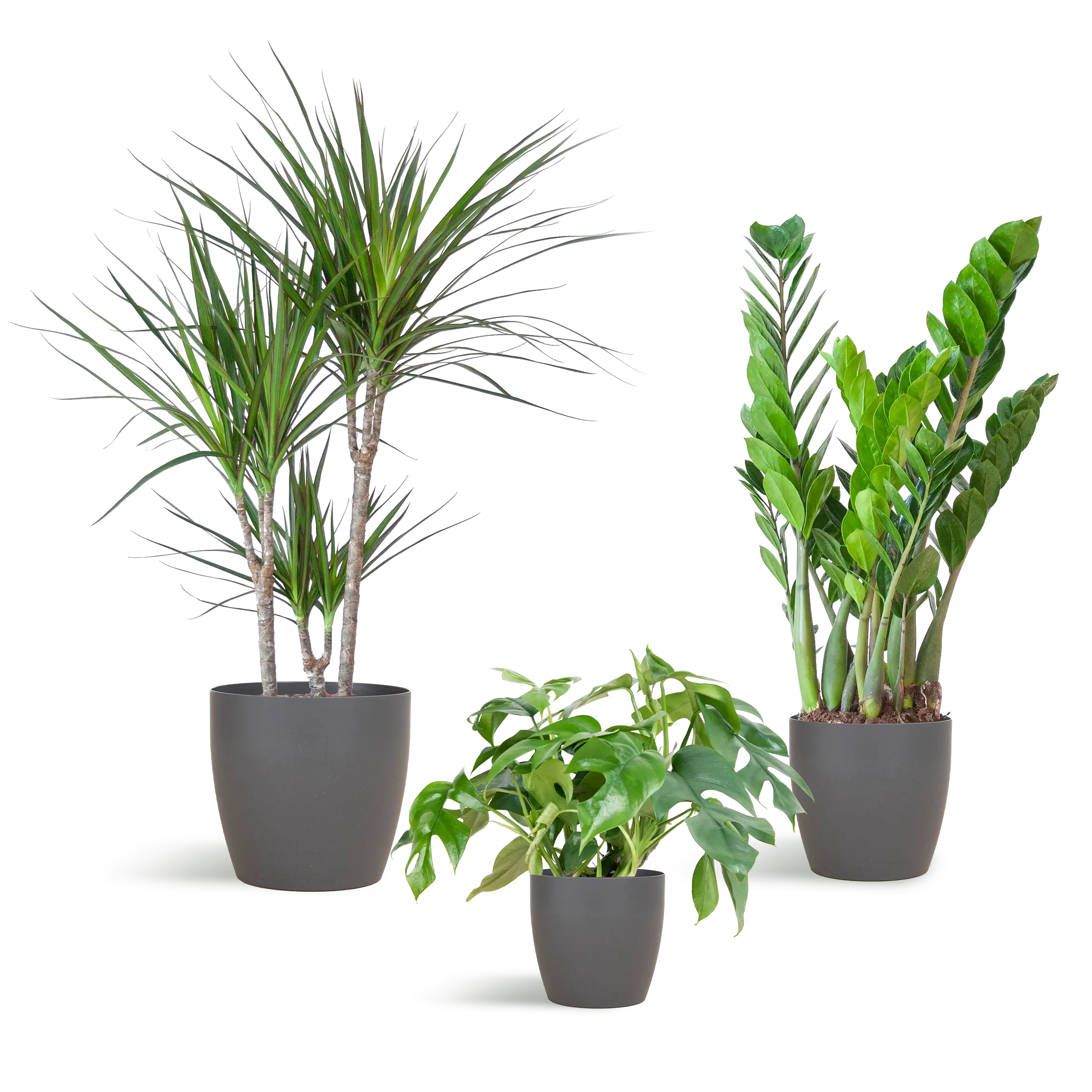 schaduwplantenbox