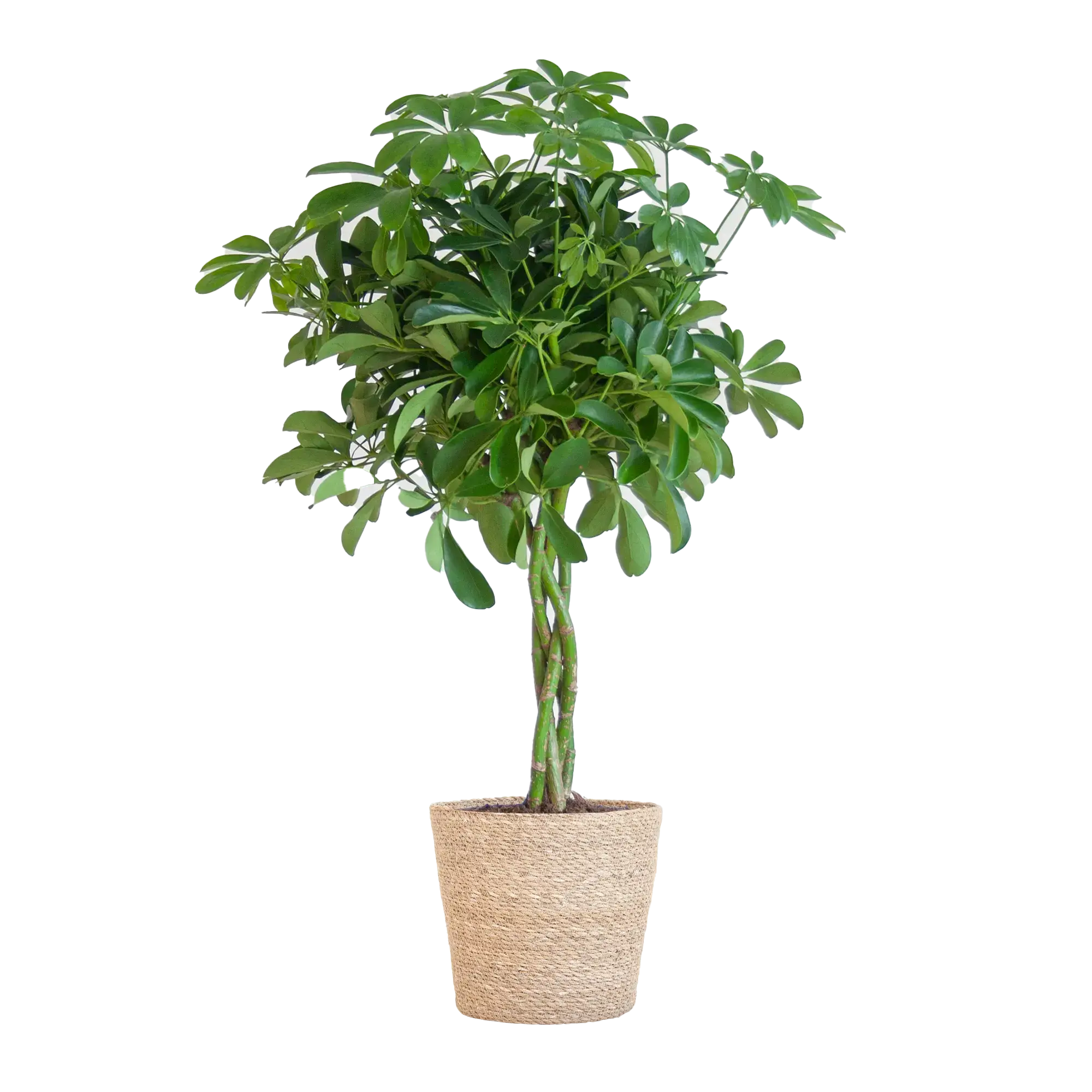 Schefflera
