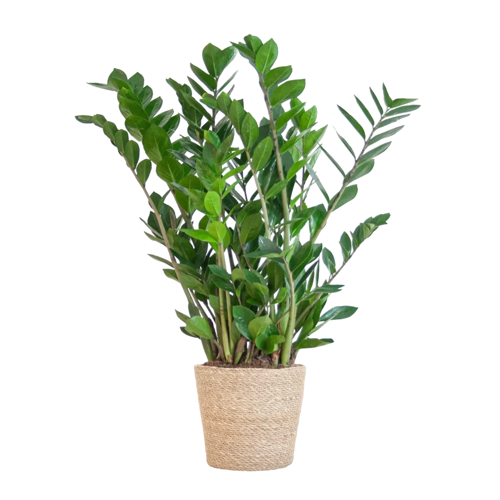 Zamioculcas ZZ-plant