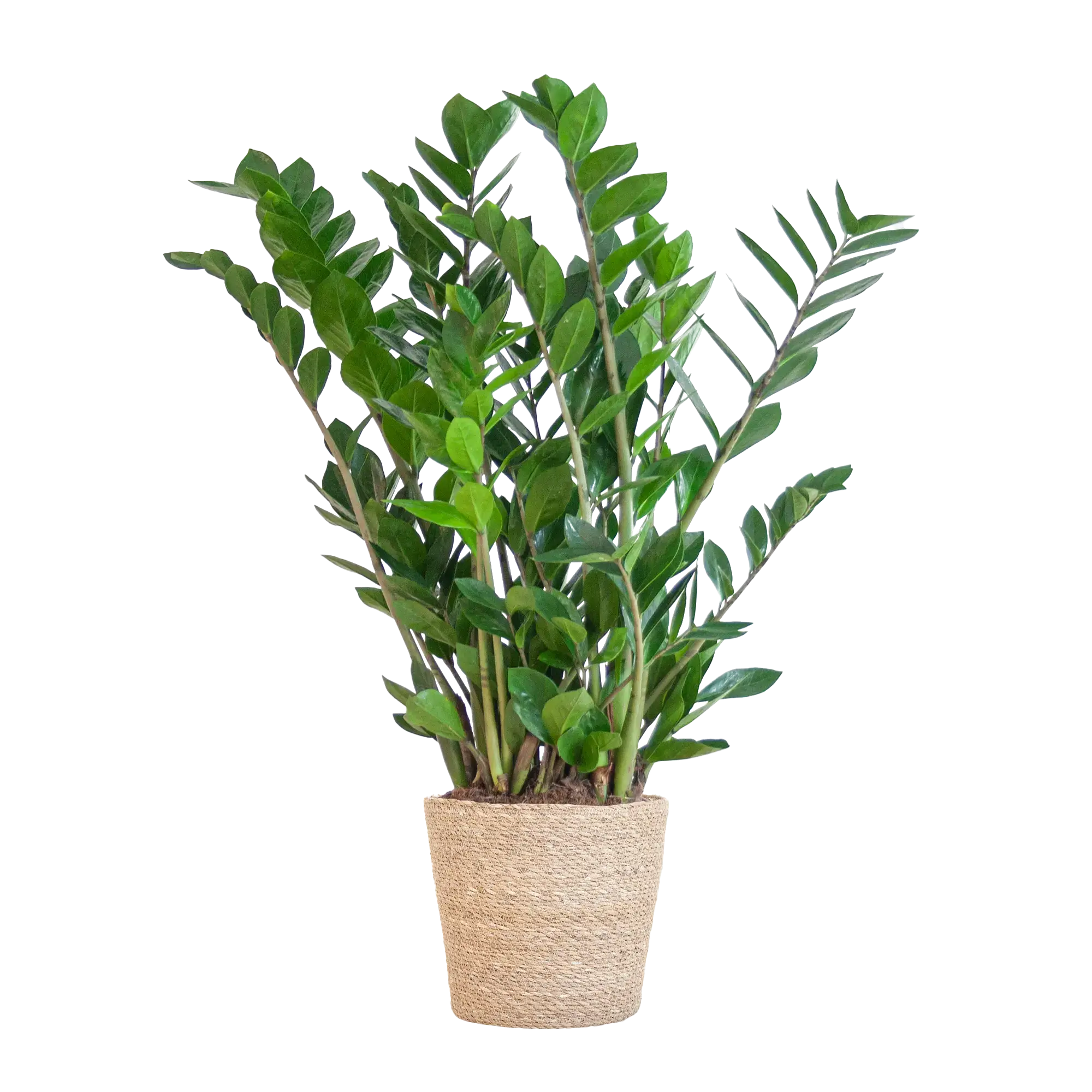 Zamioculcas ZZ-plant