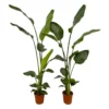 2x Strelitzia Paradijsvogelplanten