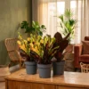 3x Croton Codiaeum mix (Wonderstruik) - ø12 - 30 cm - Afbeelding 4