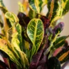 3x Croton Codiaeum mix (Wonderstruik) - ø12 - 30 cm - Afbeelding 5