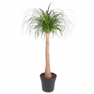 Beaucarnea stam (Olifantspoot) 120cm