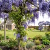 Blauwe regen - Wisteria floribunda Prolific - Bloem Blauw - 1 plant - Pot 11cm Hoogte 40cm - Afbeelding 2