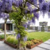 Blauwe regen - Wisteria floribunda Prolific - Bloem Blauw - 1 plant - Pot 11cm Hoogte 40cm - Afbeelding 3