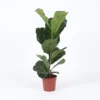 Ficus Lyrata struik (Vioolbladplant) Ø17cm - 80cm