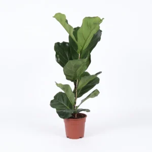 Ficus Lyrata struik (Vioolbladplant) Ø17cm - 80cm