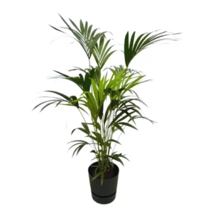 Kentia palm (Howea Forsteriana) incl. elho Greenville Round zwart - Ø30 - 160cm