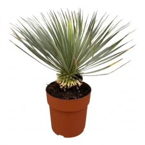 Yucca Rostrata op stam (Palmlelie) Blauwe Yucca - Ø27 - 70 cm