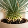 Yucca Rostrata op stam (Palmlelie) Blauwe Yucca - Ø27 - 70 cm - Afbeelding 6