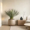 Yucca Rostrata op stam (Palmlelie) Blauwe Yucca - Ø27 - 70 cm - Afbeelding 7