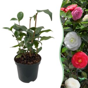 Heesters - Camelia japonica Tricolour - Bloem Roze, Wit en Rood - 1 Plant - Groenblijvend - Pot 15cm Hoogte 30cm