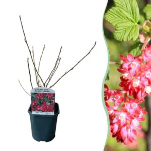 Heesters - Ribes sanguineum Kind Edward - Bloem Rood - 1 Plant - Bladverliezend - Weinig Onderhoud - Pot 17cm Hoogte 45cm