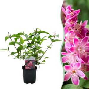 Heesters - Deutzia hybrida Strawbery Fields - Bloem Roze - 1 Plant - Bladverliezend - Weinig Onderhoud - Pot 17cm Hoogte 45cm