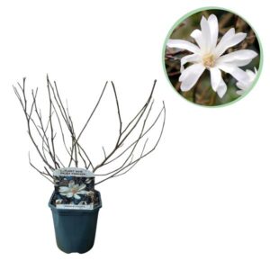 Heesters - Magnolia Stellata - Bloem Wit - 1 Plant - Bladverliezend - Weinig Onderhoud - Pot 17cm Hoogte 45cm