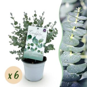 Terrasplant - Eucalyptus boom - Eucalyptus gunni - Grijs - 6 Planten - Winterhard - Pot 14cm Hoogte 30cm