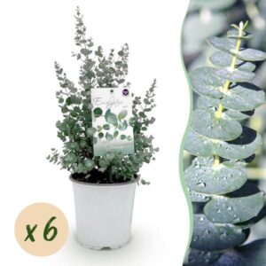 Terrasplant - Eucalyptus boom - Eucalyptus gunni - Grijs - 6 Planten - Winterhard - Pot 17cm Hoogte 40cm