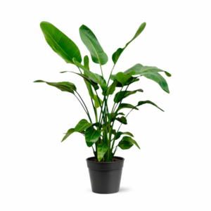 Strelitzia Nicolai - 150cm - Ø24