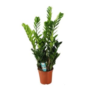 Zamioculcas (ZZ-plant) 21cm - Ø21cm - ↕100cm