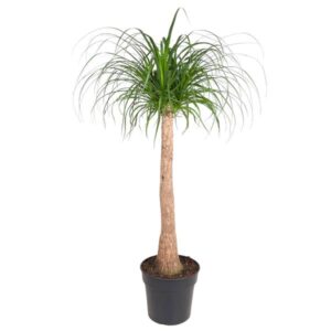 Olifantspoot Beaucarnea stam - 120 cm - ø32