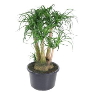 Olifantspoot Beaucarnea vertakt - 110cm - ø41