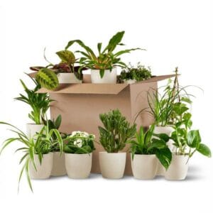 Kneusjesbox (12 stuks) - incl. 12 x pot Potter wit