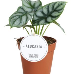 Alocasia Silver Dragon - Ø12cm - ↕25cm
