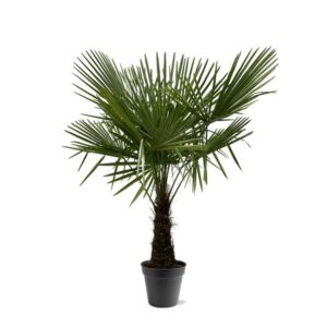 Trachycarpus Fortuneii - 160-180cm - Ø30