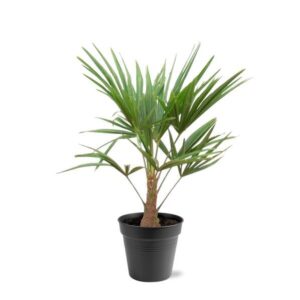 Trachycarpus Fortunei - 90-100cm - Ø21