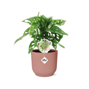 Monstera ‘Monkey Leaf’ in ELHO Vibes Fold 14cm roze