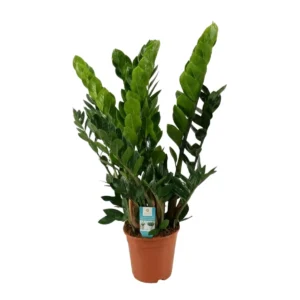 zz plant zamioculcas 80cm